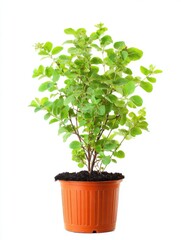 Lush Green Plant in Terracotta Pot Against White Background