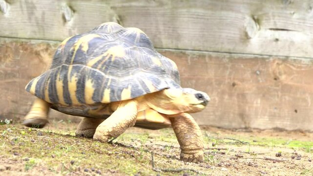 Radiated tortoise (Astrochelys radiata) walking on the ground
