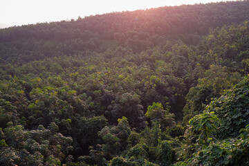 Sunrise over Lush Green Forest Aerial View of Dense Woodland
