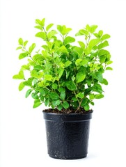 Naklejka premium Lush Green Shrub in Black Pot Against White Background