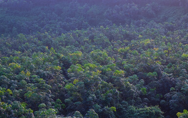 Aerial View of Lush Green Forest Canopy at Sunrise