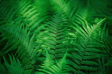 green fern leaves