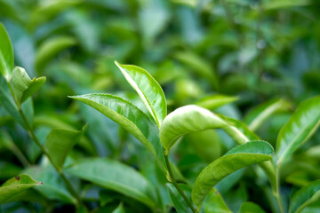 Close-Up of Green Tea Leaves in Garden