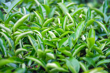 Close-up of vibrant green tea leaves in a lush garden setting.