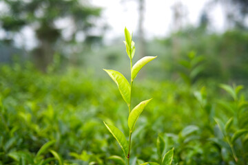 Close-up of vibrant green tea leaves in a lush garden setting.