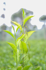 Close-up of vibrant green tea leaves in a lush garden setting.