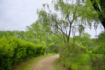 Dirt walking path through forest in Gangseo Hangang Park