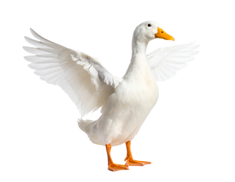 White duck flapping wings isolated on white background.
