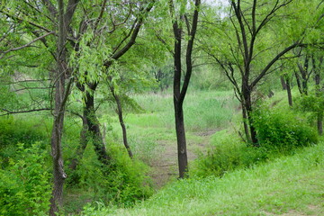 Forest floor and wetlands in Gangseo Hangang Park