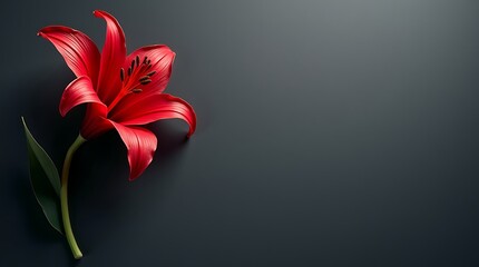 Red gloriosa lily on slate canvas with bold curves and soft shadows, dramatic floral flat-lay with clean 16:9 center.