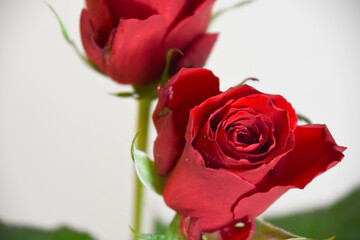 赤い薔薇