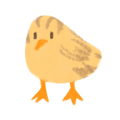 아기 메추리 스케치