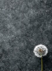 Solitary dandelion seed head on dark textured background, ready to disperse