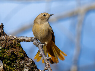 枝にとまるジョウビタキのメス