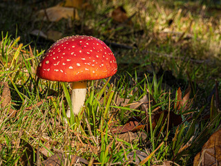 Lovely Red Toadstool In Sunshine