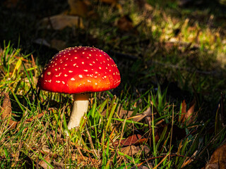 Red Toadstool Glows In Sunshine