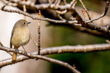 枝にとまるジョウビタキのメス