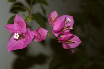 pink flower
