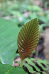 Fototapeta premium close up of green leaf