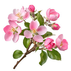 Obraz premium Delicate apple blossom sprig blooming with pink petals and fresh green leaves against black