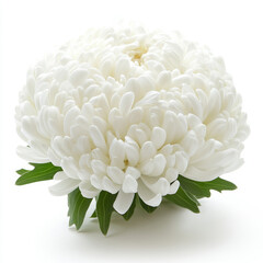 White chrysanthemum blossom on white isolated background