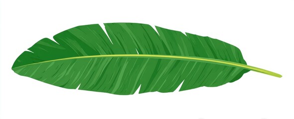 Single, vibrant green banana leaf, long & slender, with prominent midrib and parallel veins, isolated on white