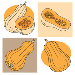Four butternut squashes, two of them cut in half, orange and brown colors, white background