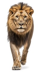 Fototapeta premium rendering of a big male lion isolated on white background.