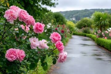 Naklejka premium Pink roses blooming near paved path in botanical garden after rain