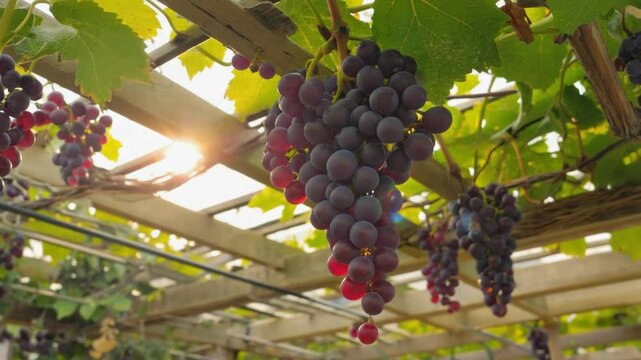 Bunches of Purple Grapes Hanging from a Vine Trellis Bathed in Warm Afternoon Sunlight