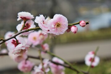  日本、大阪、大阪城、梅、梅林、花、大阪城公园、庭園、春、綠色、風景、青空、写真素材