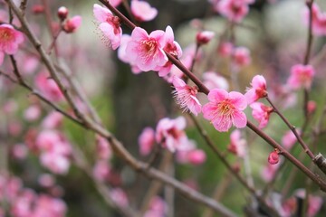 日本、大阪、大阪城、梅、梅林、花、大阪城公园、庭園、春、綠色、風景、青空、写真素材