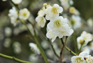 日本、大阪、大阪城、梅、梅林、花、大阪城公园、庭園、春、綠色、風景、青空、写真素材