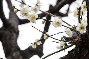  日本、大阪、大阪城、梅、梅林、花、大阪城公园、庭園、春、綠色、風景、青空、写真素材
