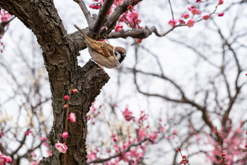  日本、大阪、大阪城、梅、梅林、花、大阪城公园、庭園、春、綠色、風景、青空、写真素材