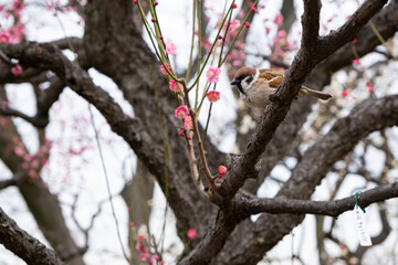  日本、大阪、大阪城、梅、梅林、花、大阪城公园、庭園、春、綠色、風景、青空、写真素材