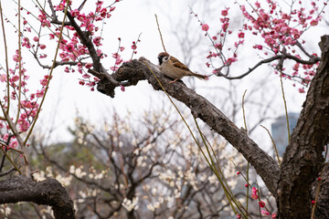  日本、大阪、大阪城、梅、梅林、花、大阪城公园、庭園、春、綠色、風景、青空、写真素材