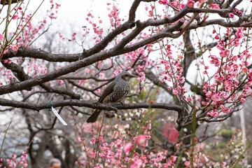  日本、大阪、大阪城、梅、梅林、花、大阪城公园、庭園、春、綠色、風景、青空、写真素材
