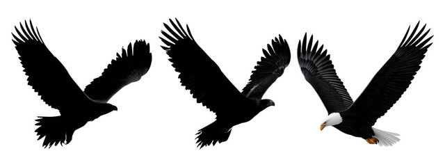 Obraz premium Eagles flying in formation set, isolated on transparent background