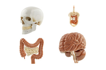 collection of skull brain intestine gastrointesti isolated on white background PNG, ai generated