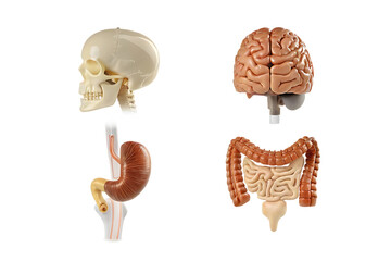 collection of skull brain intestine gastrointesti isolated on white background PNG, ai generated