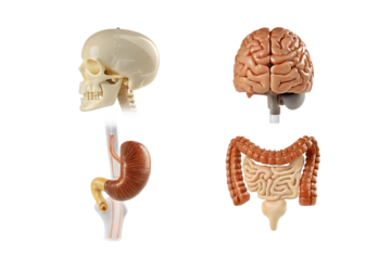 collection of skull brain intestine gastrointesti isolated on white background PNG, ai generated