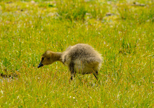 Fluffy Gosling Foraging in Grassy Field
