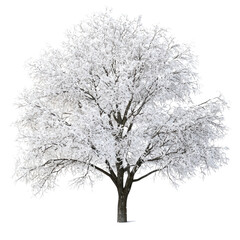 Obraz premium A beautiful tree covered in snow, standing alone on the frozen ground, isolated against white background PNG