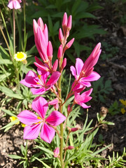 Godetia, Clarkia amoena, Farewell to Spring