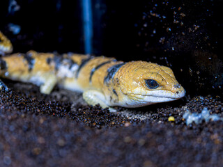 ピーターズバンデッドスキンク