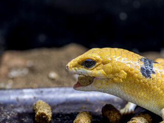 ピーターズバンデッドスキンク