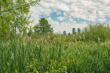 Lush Wetland with Cattails and Skyscrapers in Stanley Park, Vancouver