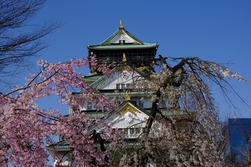 Naklejka premium 日本、大阪、大阪城、桜、花、金城、大阪城公园、日本の城、特別史跡、輪郭式平城、天守、庭園、春、歷史名勝、綠色、風景、青空、初夏、写真素材 
