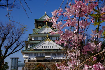 Fototapeta premium 日本、大阪、大阪城、桜、花、金城、大阪城公园、日本の城、特別史跡、輪郭式平城、天守、庭園、春、歷史名勝、綠色、風景、青空、初夏、写真素材 